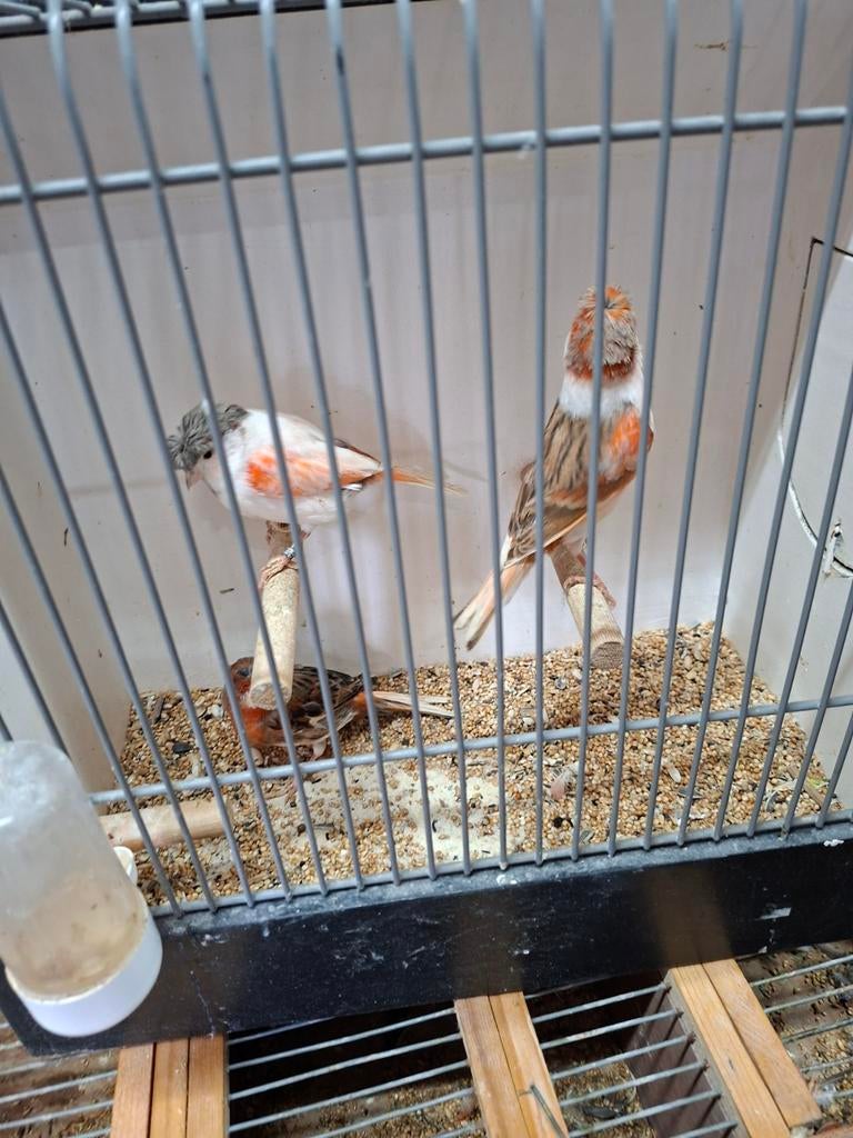 Mooie koppels Harlekijn kanaries, Meerdere dieren, Kleurkanarie