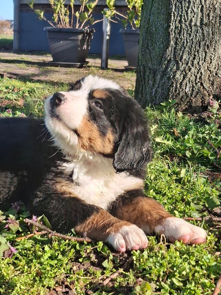 Berner Sennen pups (nog 3 beschikbaar), Parvo, Reu, 8 tot 15 weken, Meerdere