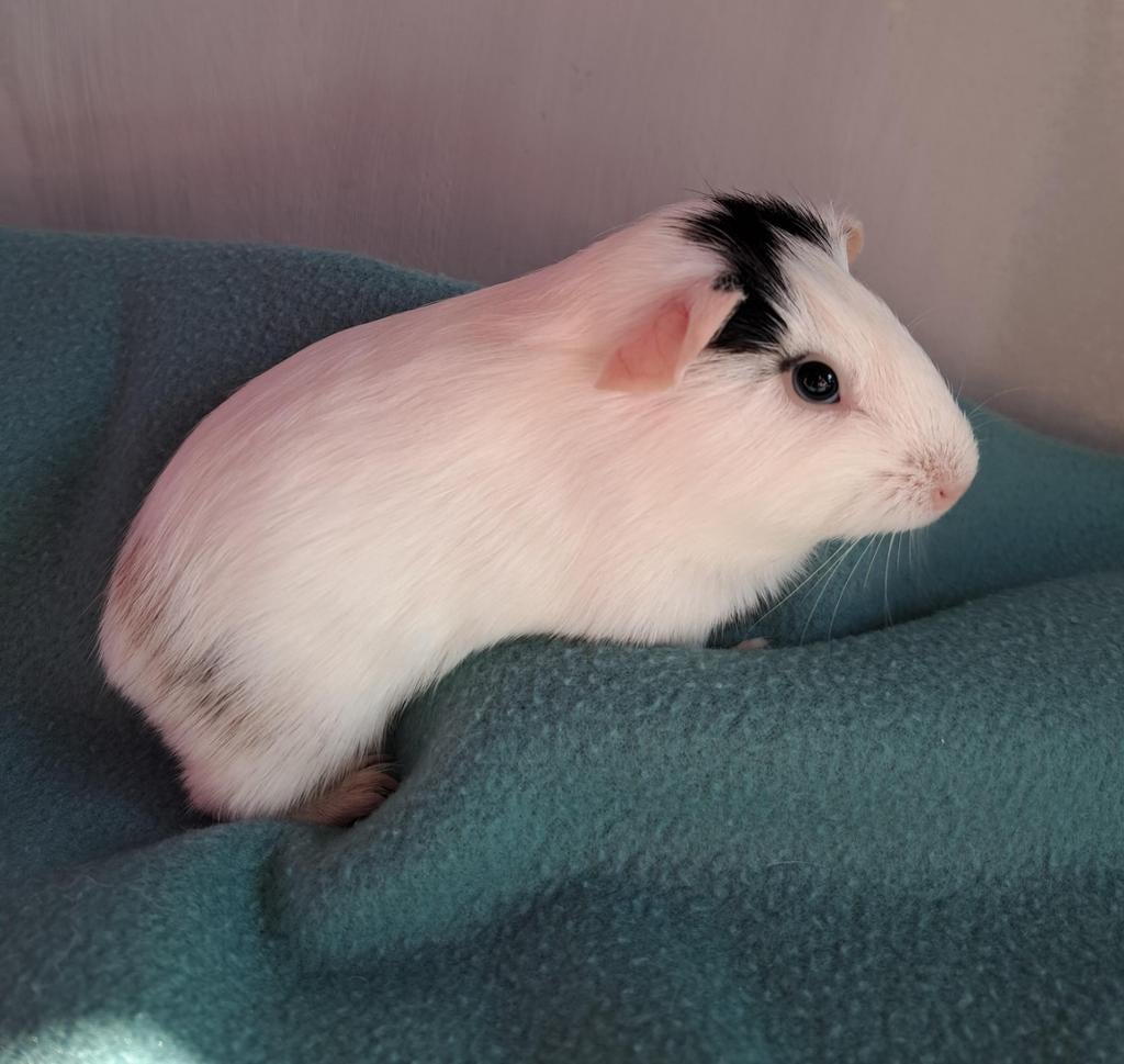 Jonge cavia, zeugje, Maart, Vrouwelijk, Cavia