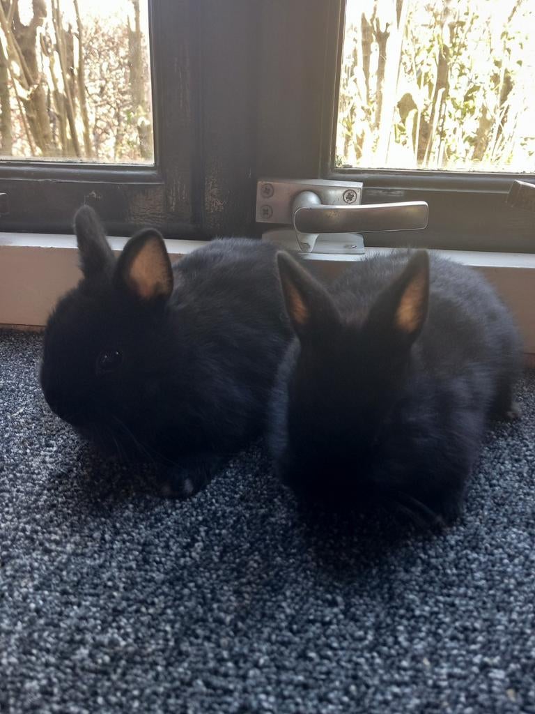 Te koop 2 Kleurdwergen jonge rammetjes, Mannelijk, Dwerg