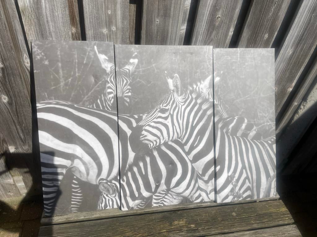 Schilderij zebra drieluik, Ophalen of Verzenden