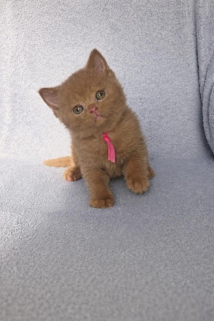 Mooi zeldzaam cinnamon kitten met stamboom brits korthaar, Dieren en Toebehoren, Meerdere dieren, Met stamboom