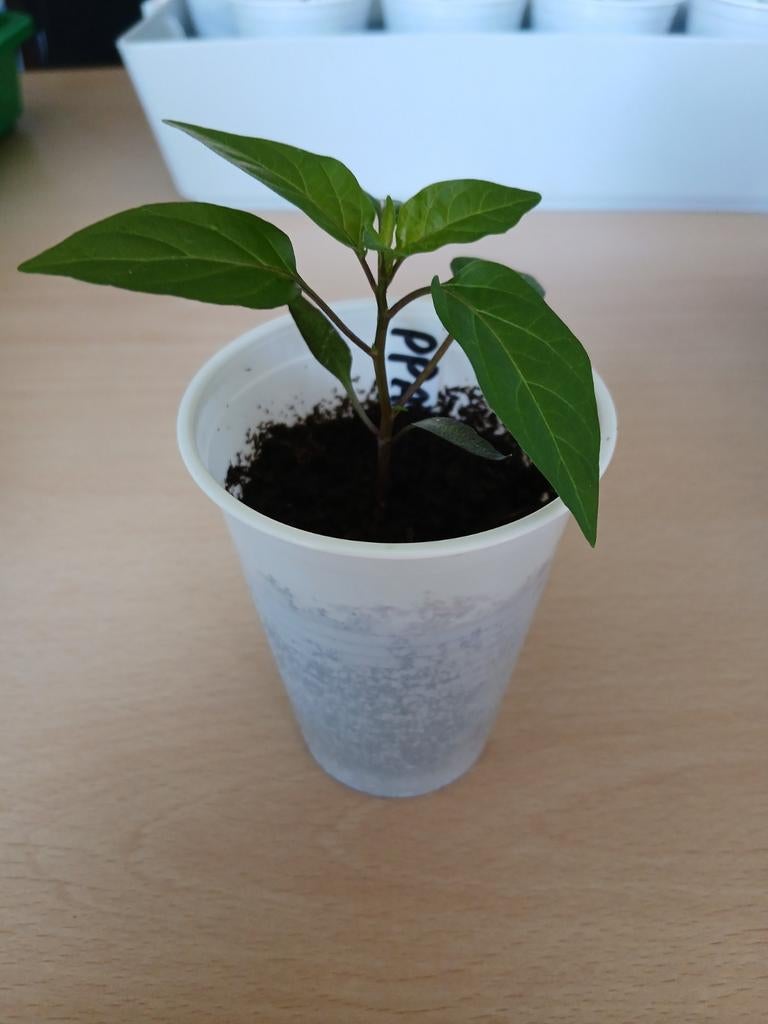 Biologische Potpeper Aurora - Zelf Gekweekt, Tuin en Terras, Planten | Tuinplanten, Ophalen, Volle zon, Groenteplanten, Eenjarig