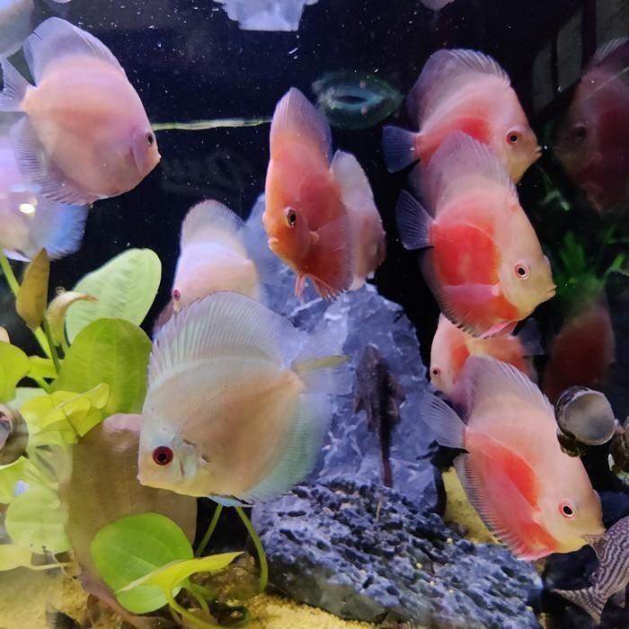 Symphysodon aequifasciata, Vis