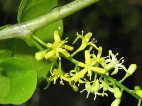 Caudex Dioscorea Elephantipes doorsnee 8-10cm terracottapot., Overige soorten, Ophalen of Verzenden, In pot, Minder dan 100 cm