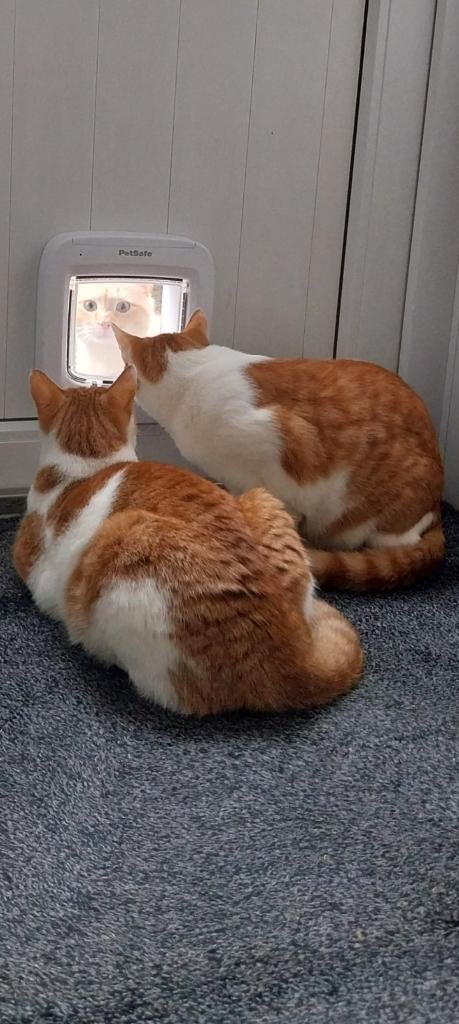 Kattenluik Kattendeur microchip chip - Eenvoudige bediening, Ophalen of Verzenden, Nieuw