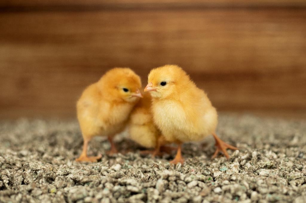 New Hampshire kriel kippenkuikens | Gesekst en Ingeënt, Vrouwelijk, Kip