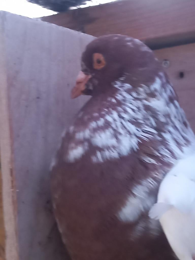 Kropper Hollandse lokduif Haags krop, Dieren en Toebehoren, Mannelijk, Kropper