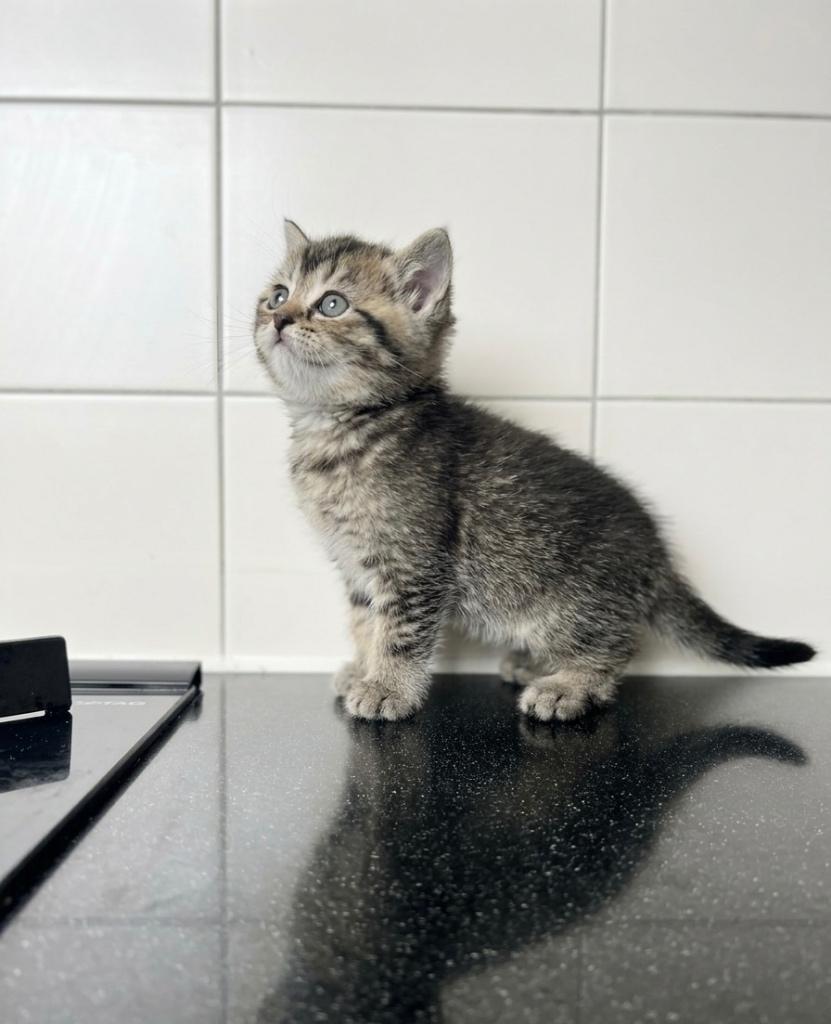 Prachtige Britse Korthaar Kitten (Kater) –Vader met Stamboom, Dieren en Toebehoren, Kater, Gechipt, 0 tot 2 jaar