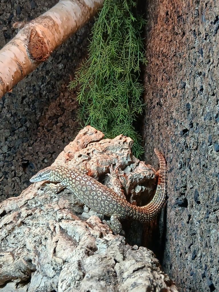 Varanus acanthurus Monitor Lizard - unknown for sale from B. van der Zwan