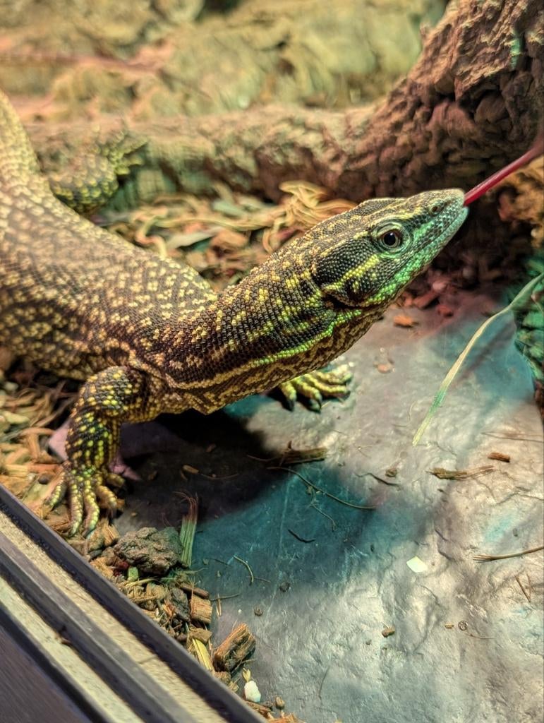 Varanus acanthurus, Hagedis, Tam, 3 tot 6 jaar