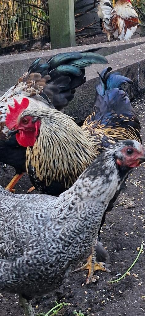 Jonge haantjes in prachtige verschillende kleuren., Dieren en Toebehoren, Pluimvee, Mannelijk, Kip