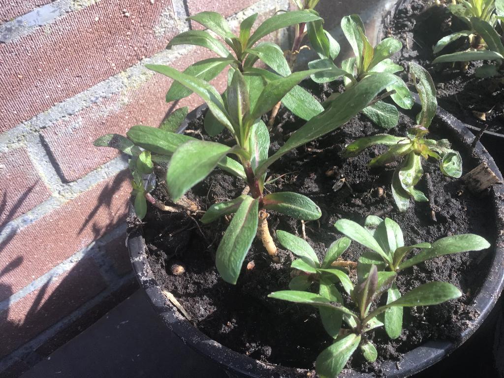 Phlox.  Vlambloem.  Vaste plant, Vaste plant, Halfschaduw, Zomer, Ophalen