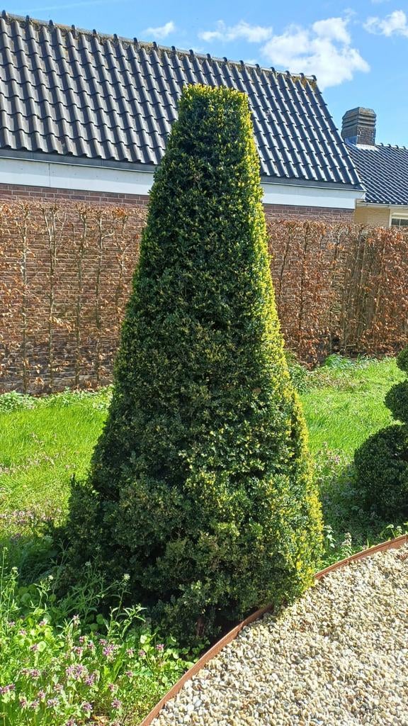 Kegelvormige buxus - 140 breed x 200 hoog, Tuin en Terras, Ophalen, Buxus, 100 tot 250 cm