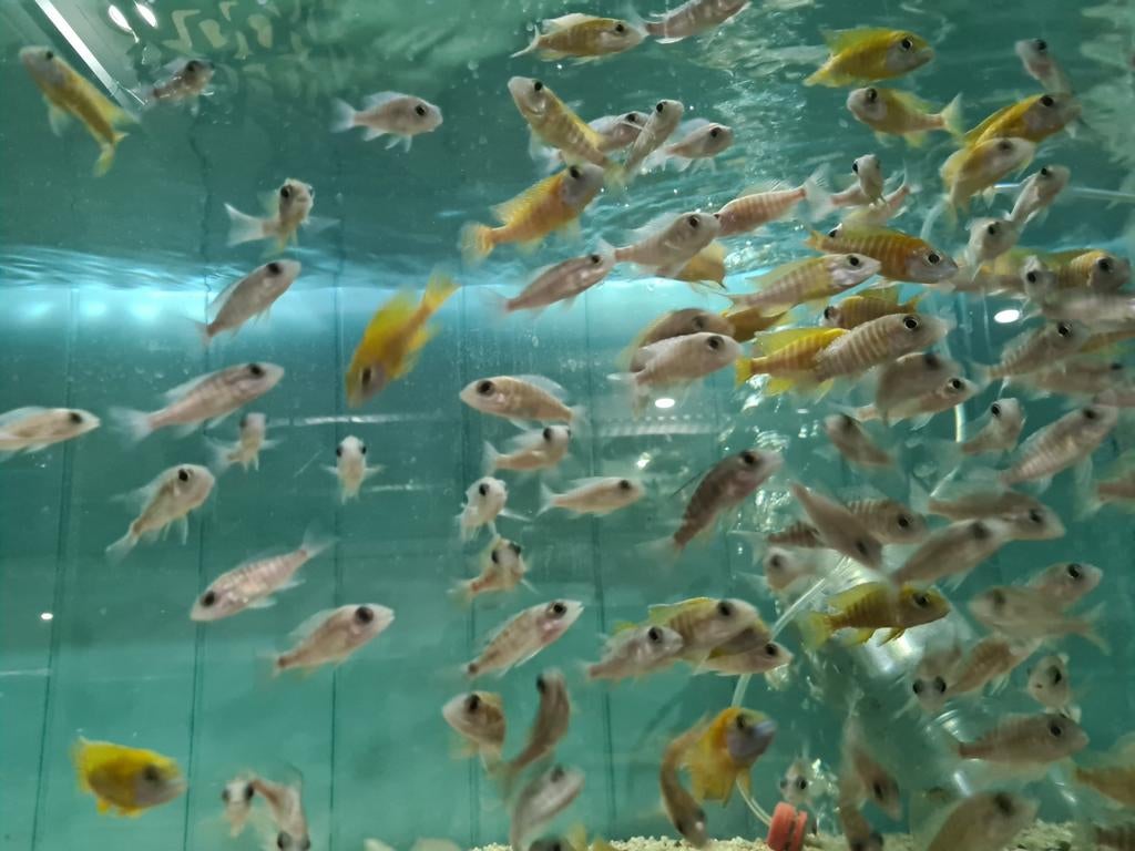 Aulonocara Maleri Malawi Cichliden, Vis, Zoetwatervis