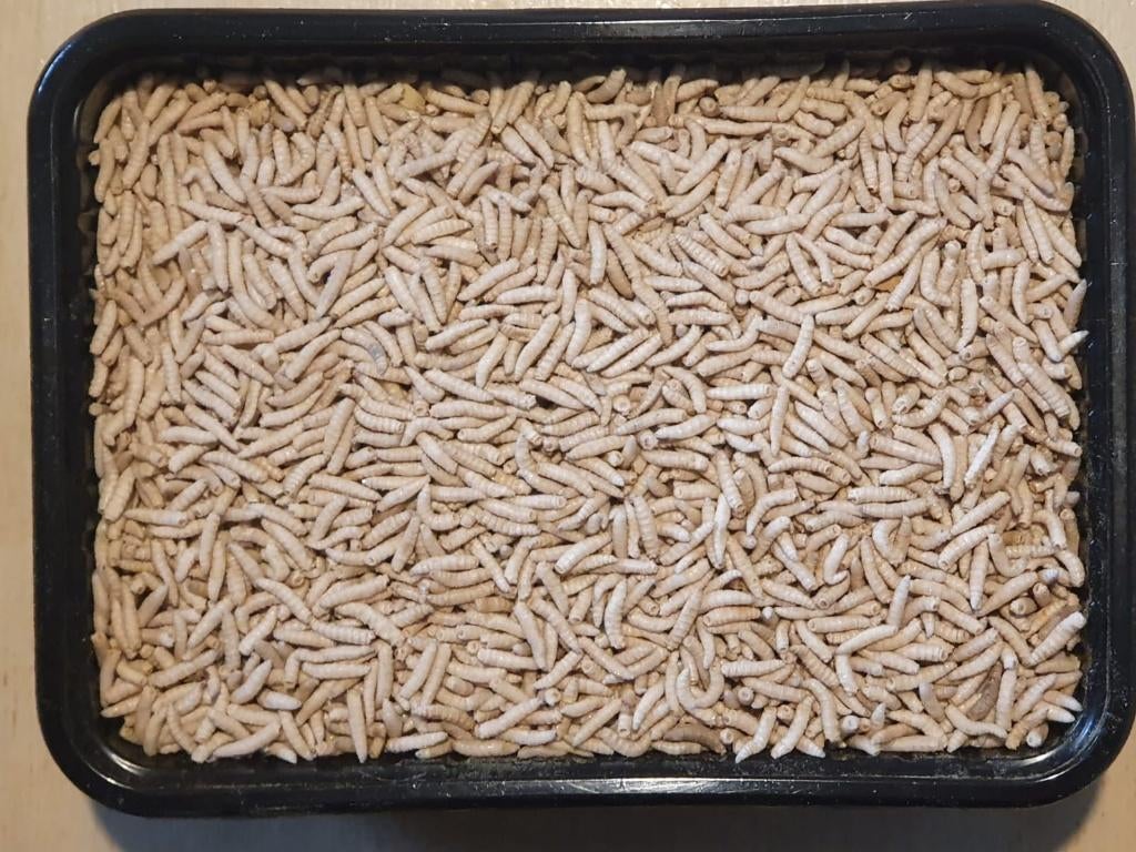 Diepvries voedseldieren te bestellen bij csreptiles Venlo, Dieren en Toebehoren, Ophalen of Verzenden, Nieuw