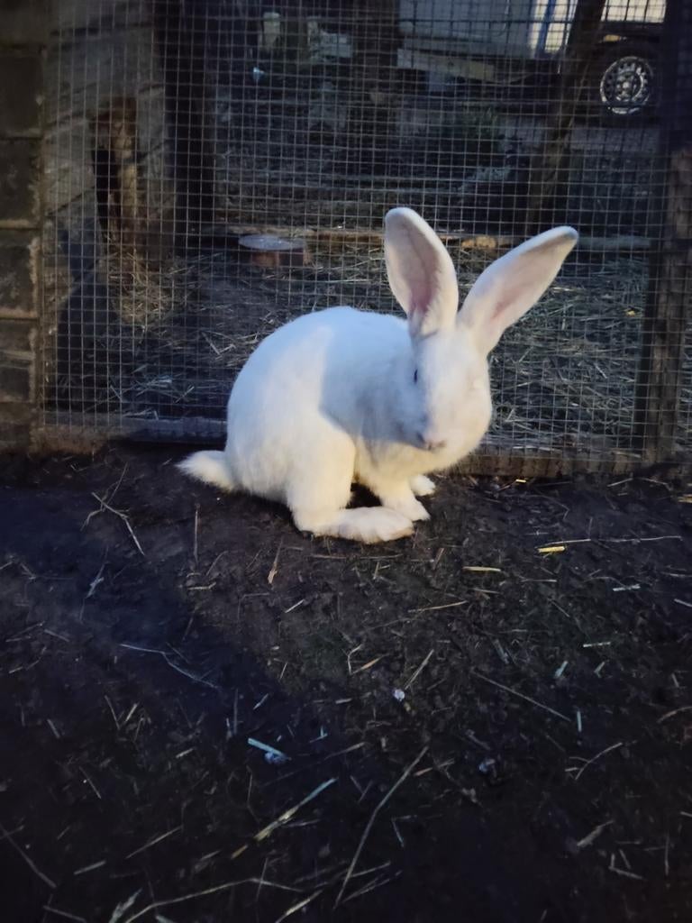 Mooie witte ram Vlaamse reus, Mannelijk, Groot