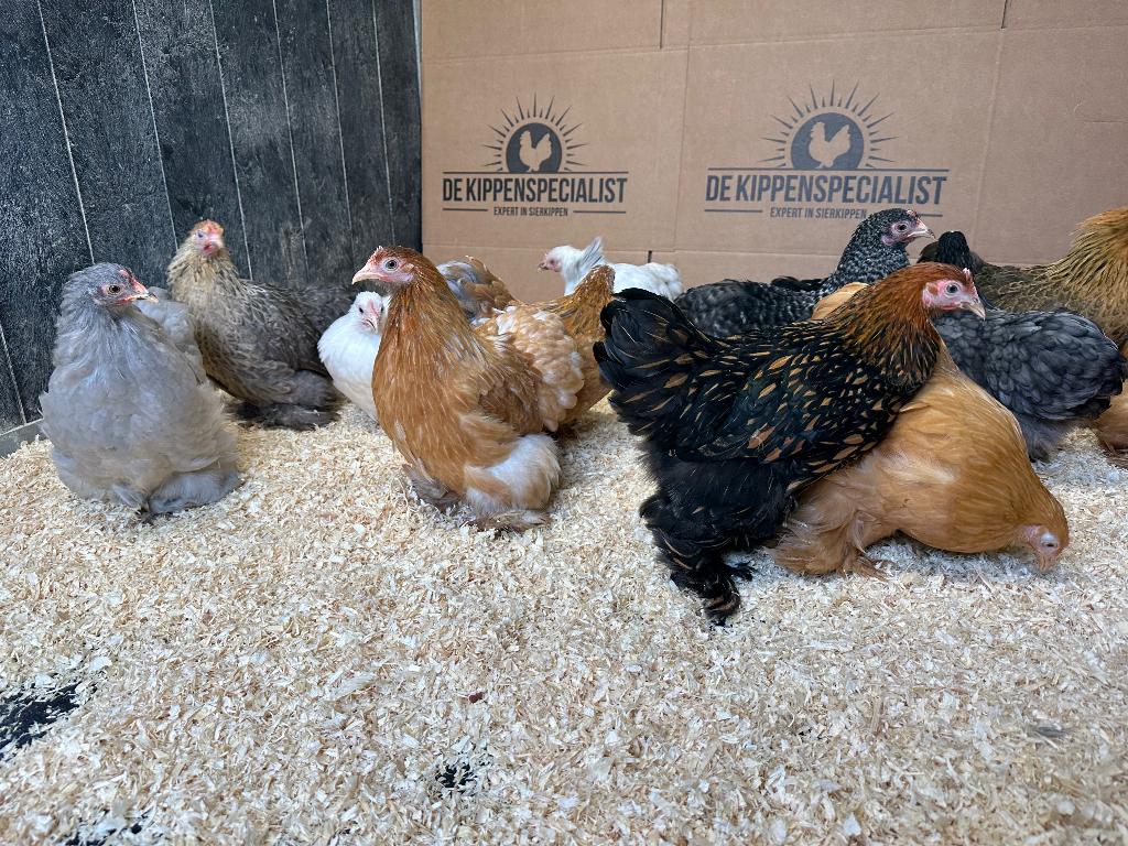 Cochin kriel kippen verschillende kleuren, gesekst + ingeënt, Dieren en Toebehoren, Pluimvee, Vrouwelijk, Kip