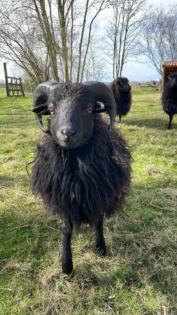 Ouessant ram, Mannelijk, Schaap