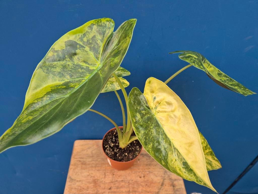 Alocasia Wentii Aurea p10 (2), Ophalen of Verzenden, Halfschaduw, Minder dan 100 cm