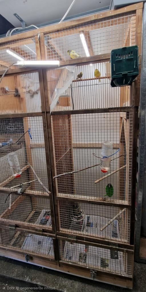 3 Kanaries met kooie volière, Dieren en Toebehoren, Vogels | Hokken en Kooien, Ophalen, Hout, Broedkooi of Kweekkooi