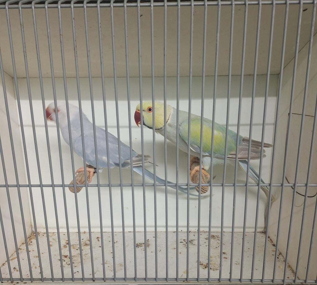 Koppel halsbandparkieten, Dieren en Toebehoren, Meerdere dieren, Kleurkanarie