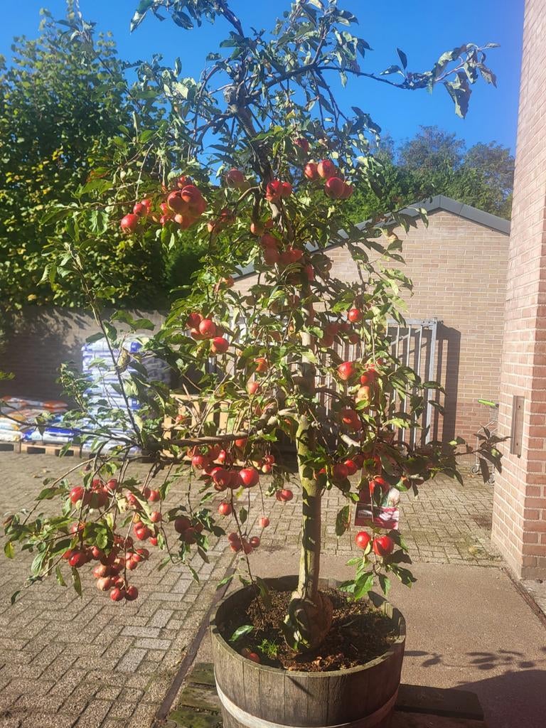 Zeer mooie oude fruitbomen in wijnvat, Ophalen of Verzenden