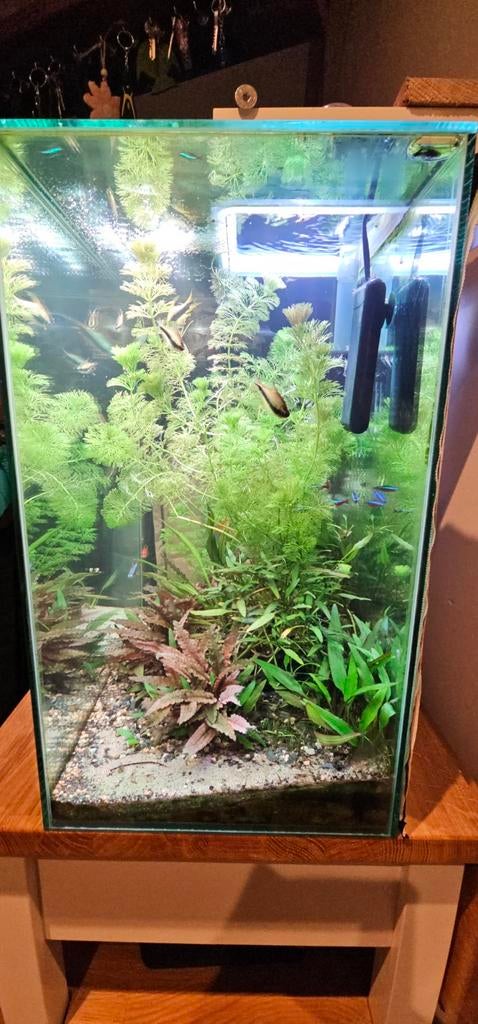 Amazone aquarium met hightech verlichting, Ophalen, Gebruikt, Gevuld zoetwateraquarium