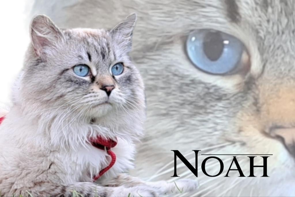 TER DEKKING: Prachtige Neva Masquerade, Hypoallergeen, 3 tot 5 jaar