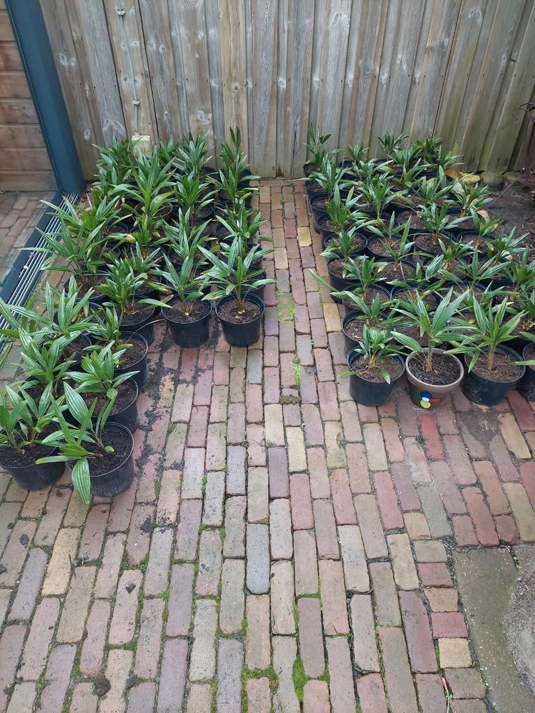 palmbomen trachycarpus fortunei 1 en 2 stammige., Ophalen, Overige soorten, Volle zon