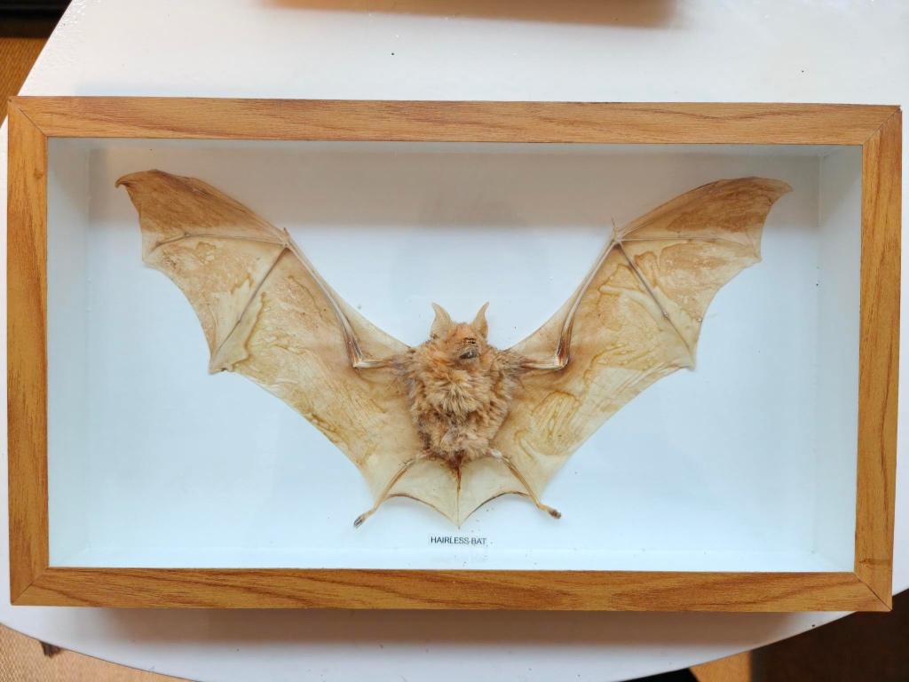 Opgezette vleermuis, Ophalen of Verzenden, Vogel, Opgezet dier