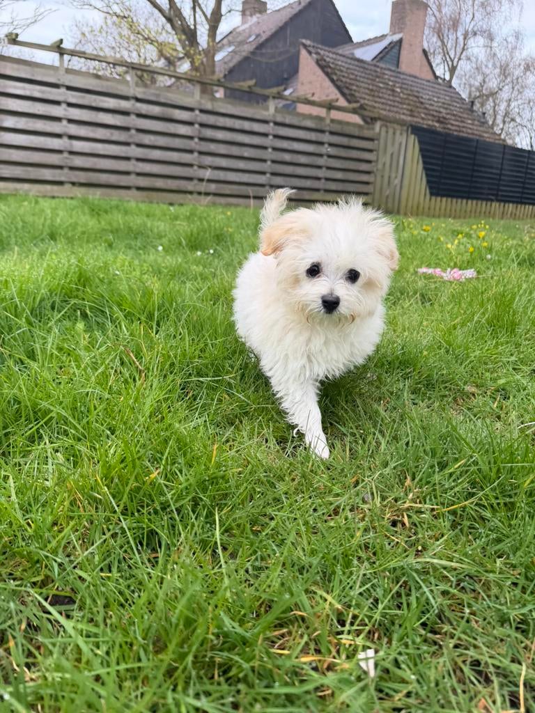 Prachtige Maltipoo pup (teefje)️, Dieren en Toebehoren, Parvo, Particulier, Overige rassen, 8 tot 15 weken