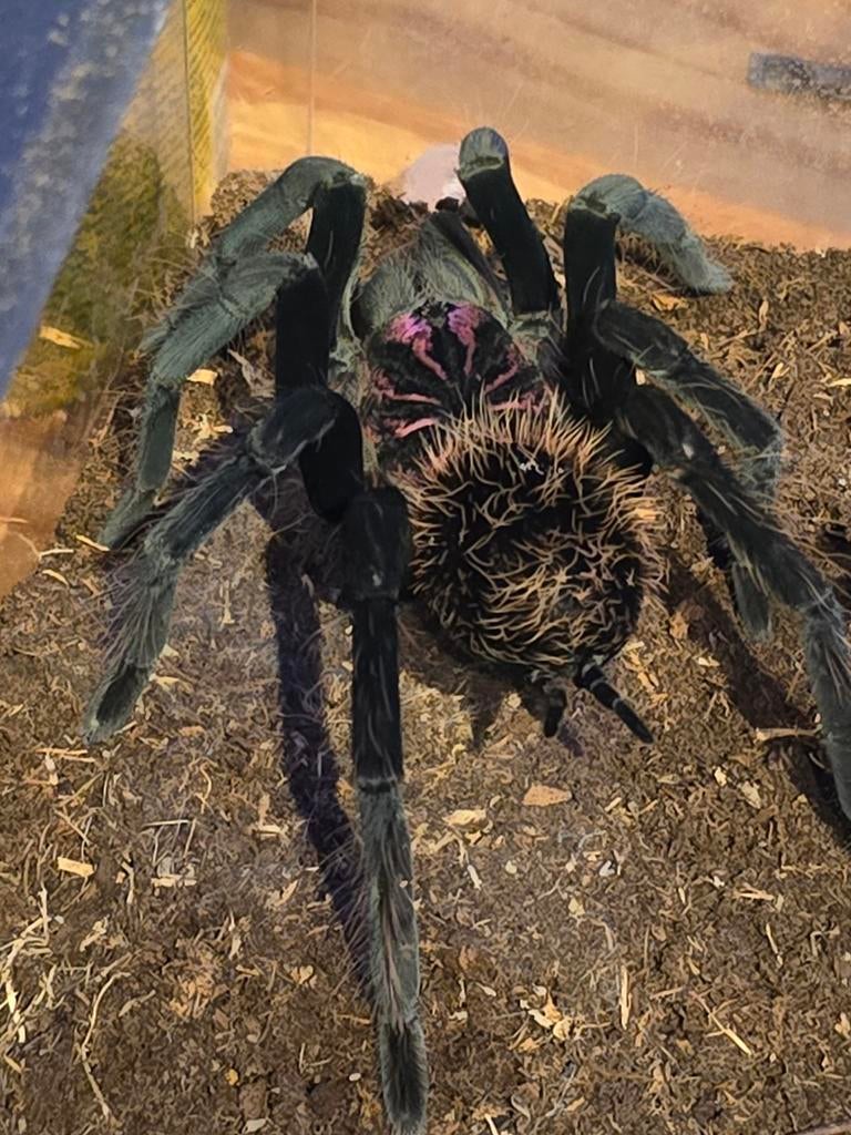 Xenesthis sp.White, Tarantula, Vogelspin, Dieren en Toebehoren, Insecten en Spinnen, Spin of Schorpioen