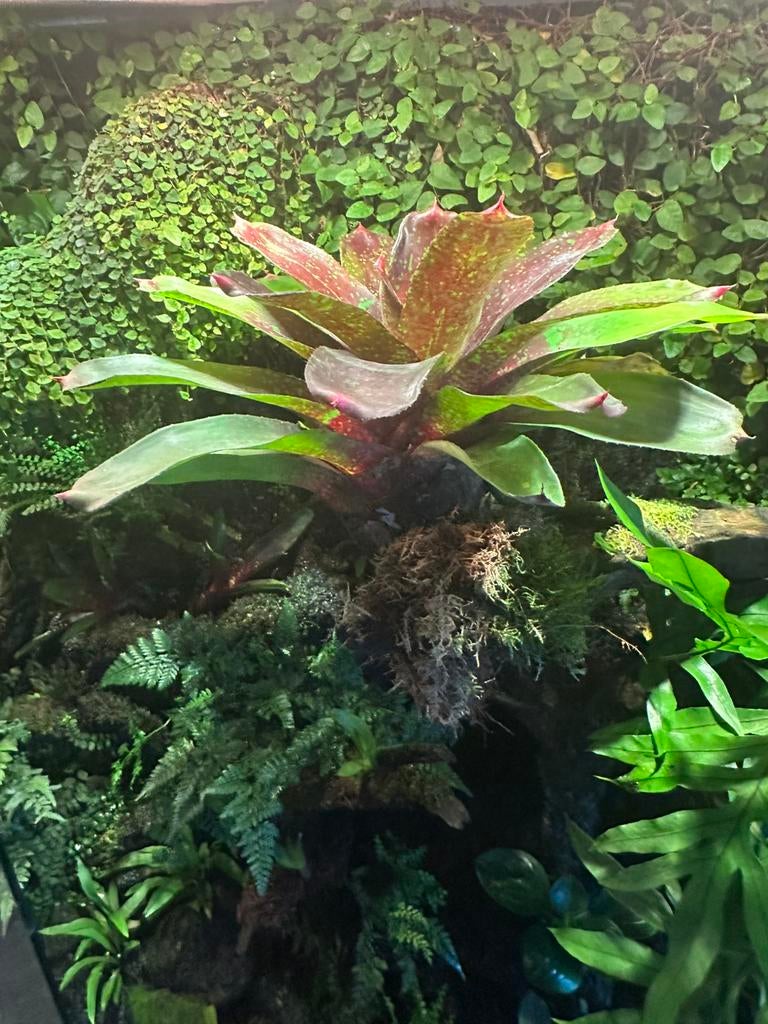 Bromellia diameter 30-40 cm, Overige soorten, 0 tot 2 jaar