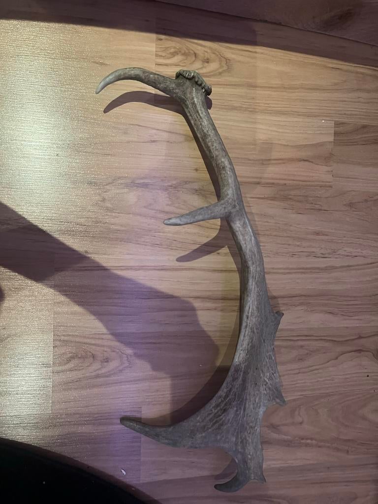 Prachtig Hertengewei - Natuurlijke Decoratie, Ophalen of Verzenden, Gebruikt, Hert, Gewei of Kop