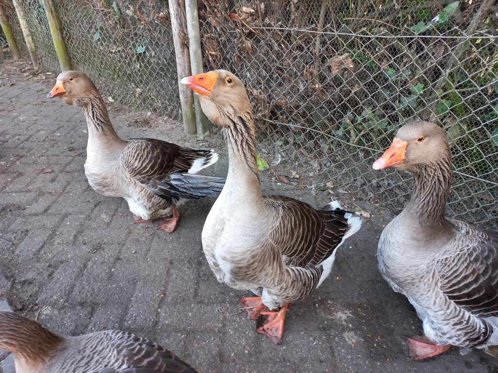 Broedeieren Toulouse gans.  7,50 euro per stuk, Dieren en Toebehoren, Pluimvee, Geslacht onbekend, Gans of Zwaan