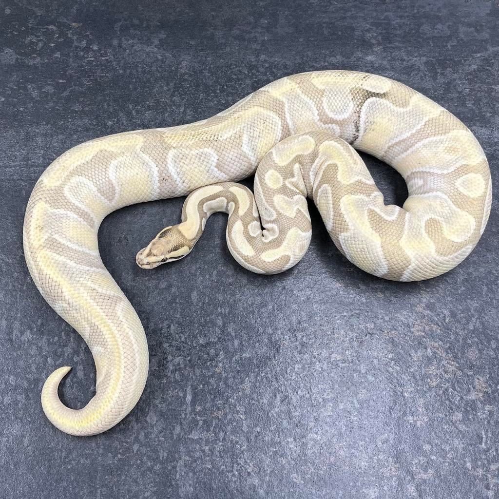0.1 Enchi OD Desert Ghost 100% het Amur, Ball Python Ball Python - female for sale from Tom