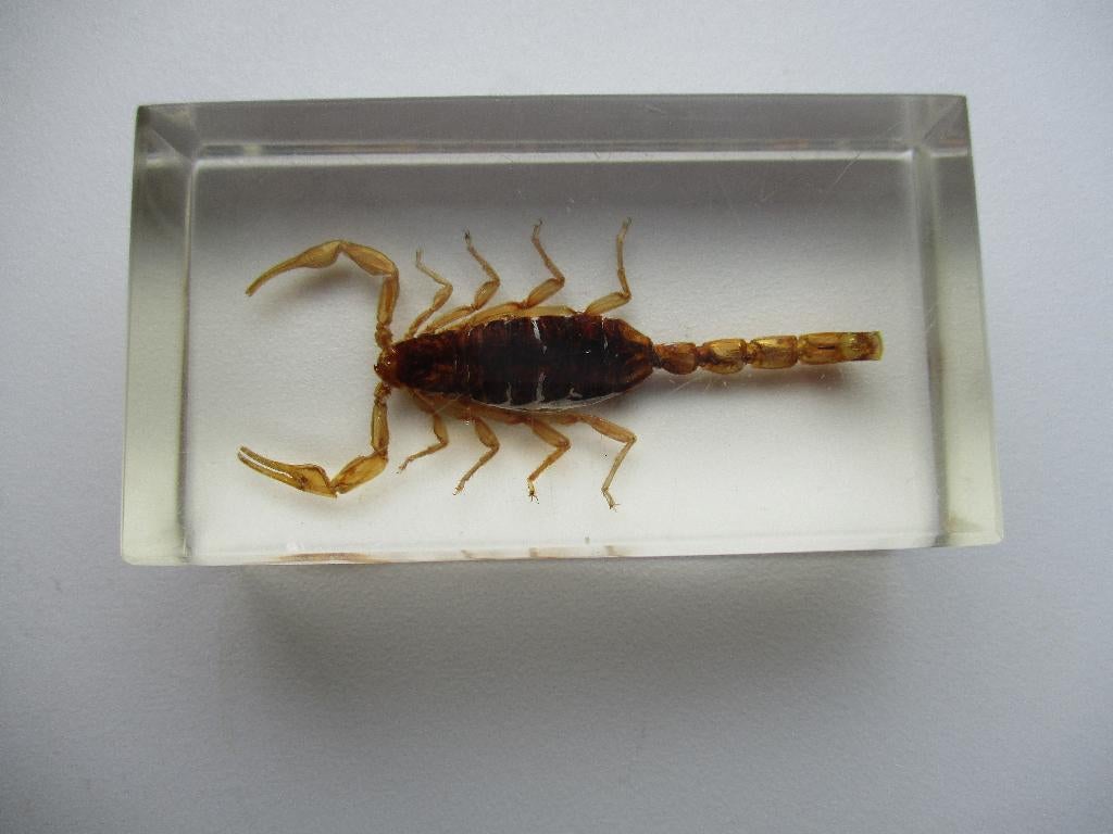 Echte Schorpioen in hars / perspex - taxidermie, Ophalen of Verzenden, Nieuw, Insect, Opgezet dier