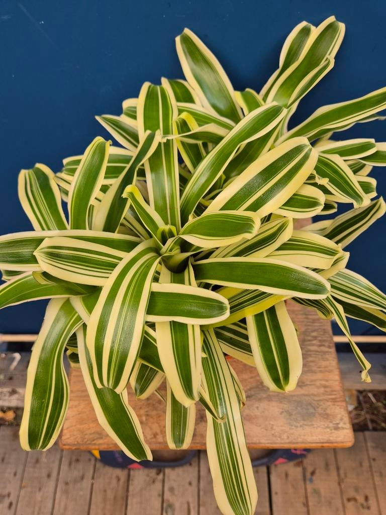 Nidularium 'Fire Ball Striped' p15 (1), Ophalen of Verzenden, Halfschaduw, Minder dan 100 cm