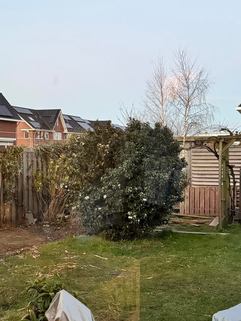 Grote Viburnum (laurierbal), Vaste plant, Halfschaduw, Lente, Ophalen