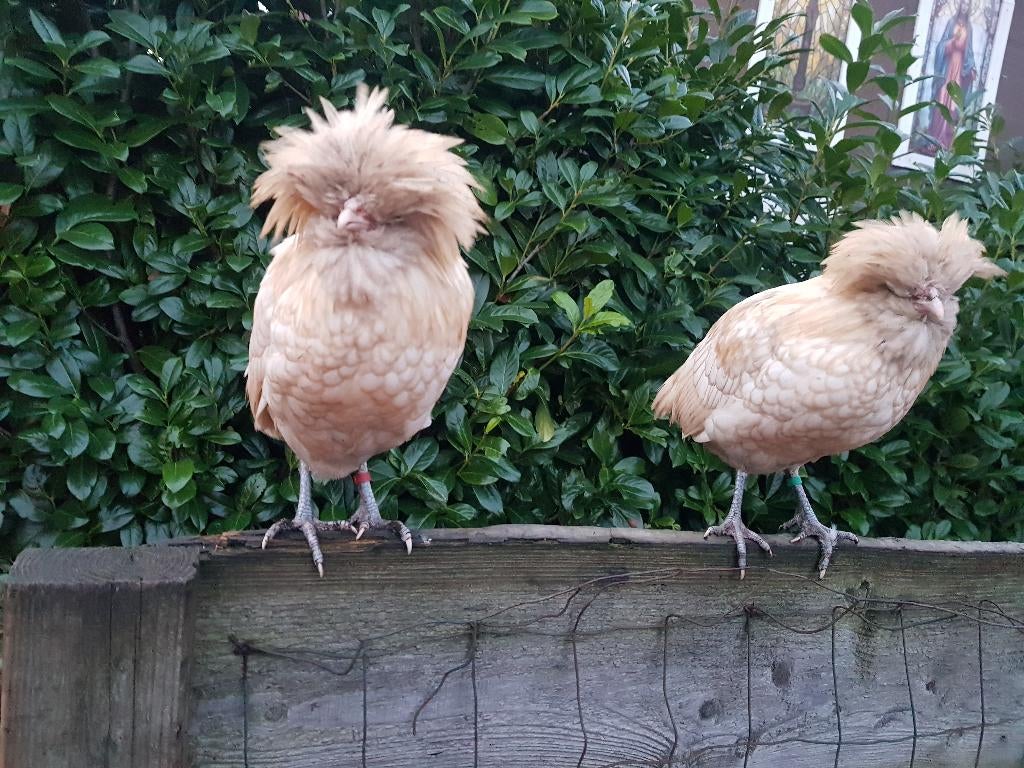 Witte Kuifhoen haan zoekt nieuw huisje - 2 stuks padua glad, Dieren en Toebehoren, Mannelijk, Kip