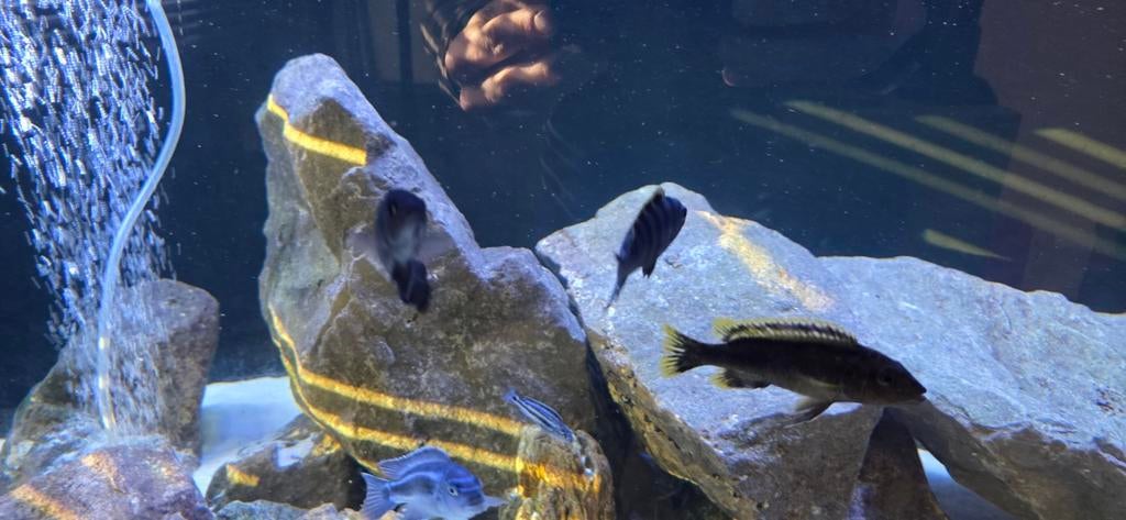 Mbuna's 20 stuks, Vis