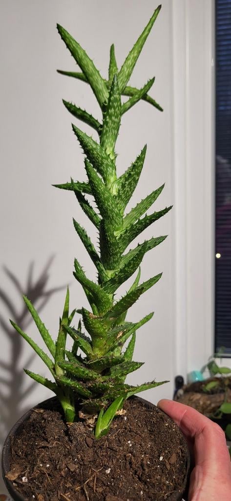 Kleine Aloë Vera plant, Huis en Inrichting, Kamerplanten, Ophalen, Minder dan 100 cm