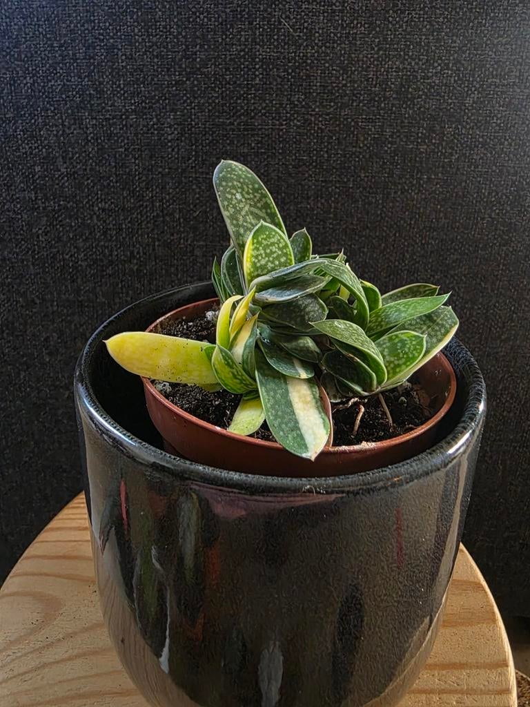 Gasteria gracillis varigata (Vetplant), Ophalen of Verzenden, Halfschaduw, Minder dan 100 cm