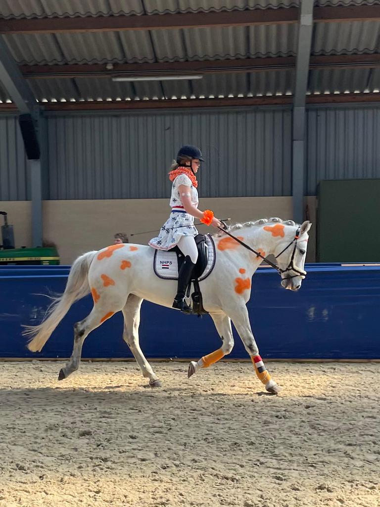 KWPN merrie met karakter en potentie voor recreatie/sport, Dieren en Toebehoren, Paarden, Merrie, Met stamboom, M, 11 jaar of ouder