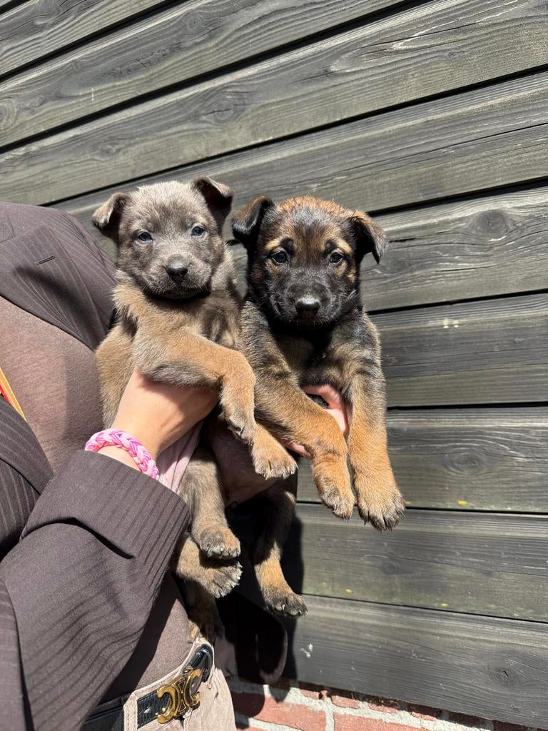 Lieve sociale mechelse herder pups te koop, Dieren en Toebehoren, Honden | Herdershonden en Veedrijvers, 8 tot 15 weken, Meerdere