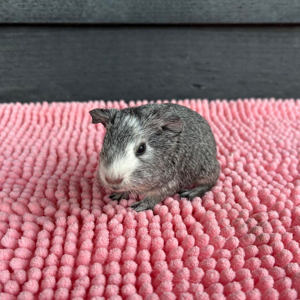 Creme- en zilveragouti babycavia’s, Februari, Meerdere dieren, Cavia