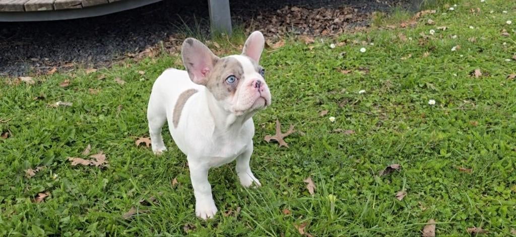 Bijzondere Franse Bulldog pups in merle kleuren beschikbaar, 8 tot 15 weken, Parvo, Bulldog, Meerdere