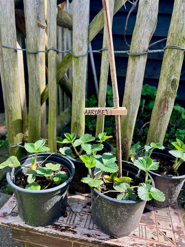 AARDBEIENPLANTJES uit Biologische moestuin. Vaste plant, Tuin en Terras, Ophalen, Volle zon, Vaste plant, Fruitplanten