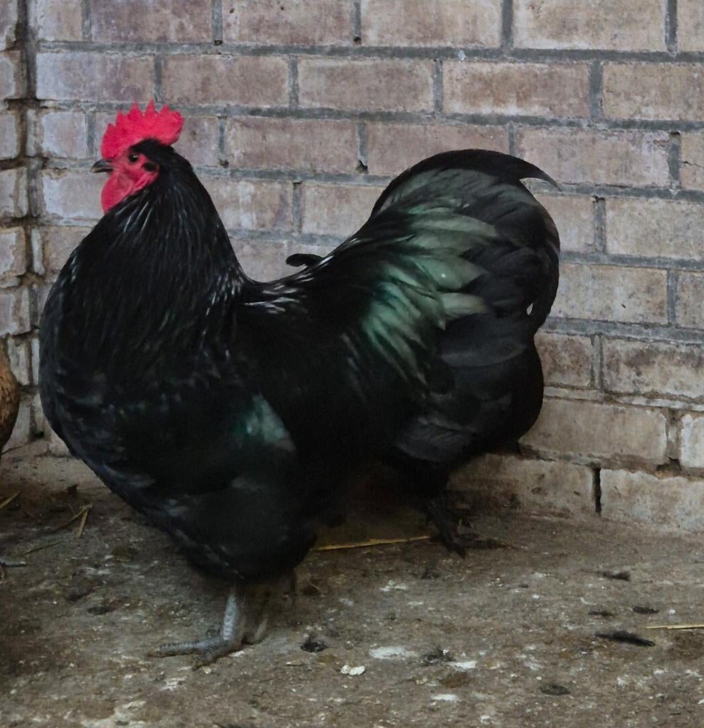 Broedeieren Australorp groot ras, Dieren en Toebehoren, Pluimvee, Geslacht onbekend, Kip
